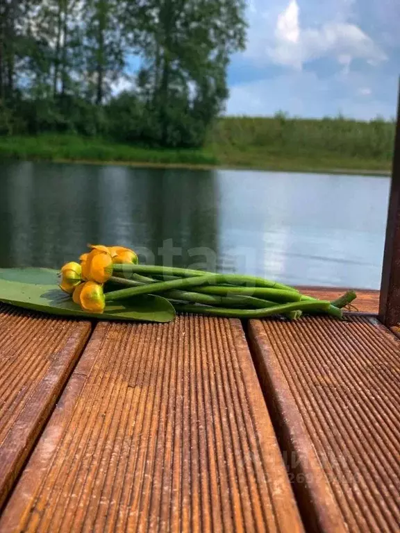 Участок в Новосибирская область, Колыванский район, Сибирская Волость ... - Фото 2
