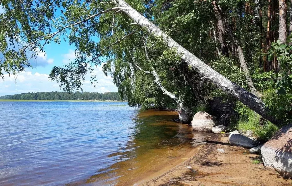 3-к кв. Ленинградская область, Выборгский район, Приморское городское ... - Фото 0