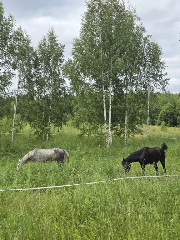 Участок в Пермский край, Краснокамский муниципальный округ, д. Мошни ... - Фото 1