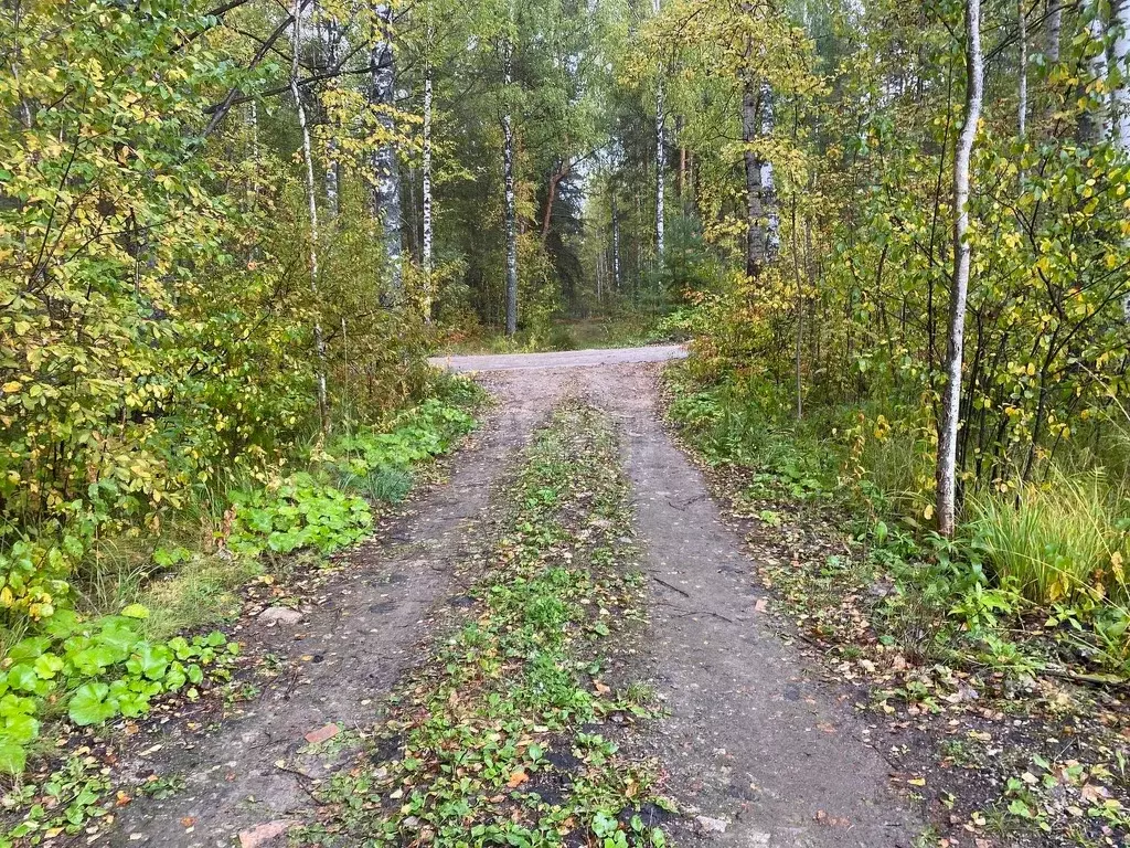 Купить Дачу В Лесной Сказке Марий