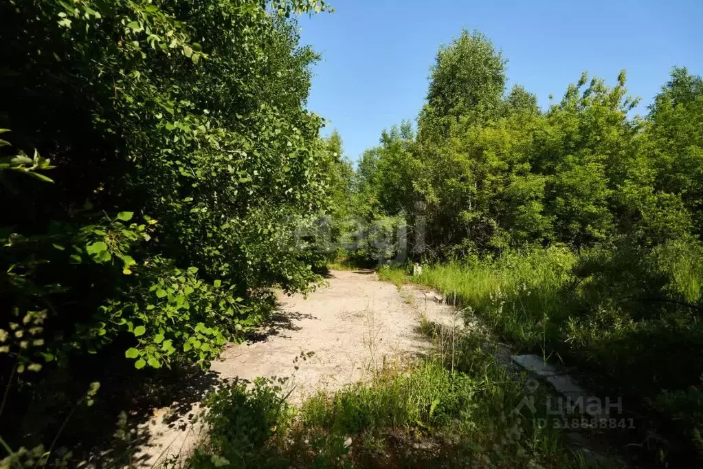 Участок в Томская область, Северск ул. Тургенева (8.3 сот.) - Фото 1