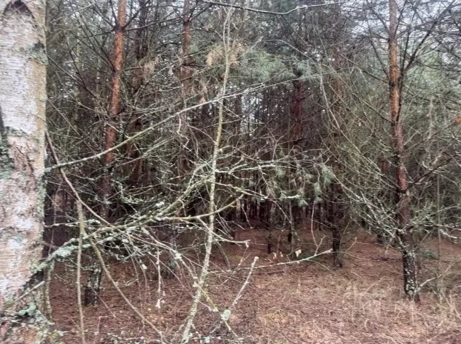 Участок в Московская область, Серпухов городской округ, с. Игумново  ... - Фото 2