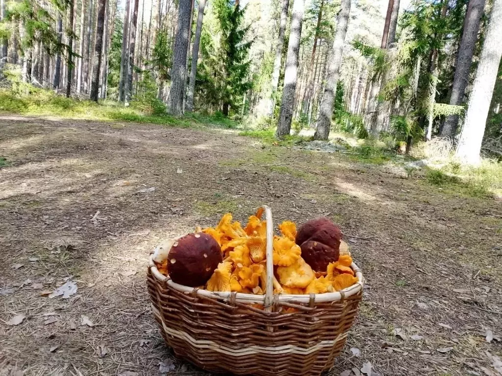 Дом в Вологодская область, Устюженский район, с. Модно Центральная ... - Фото 2