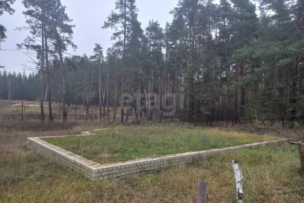 Участок в Воронежская область, Рамонский район, Новоживотинновское ... - Фото 1