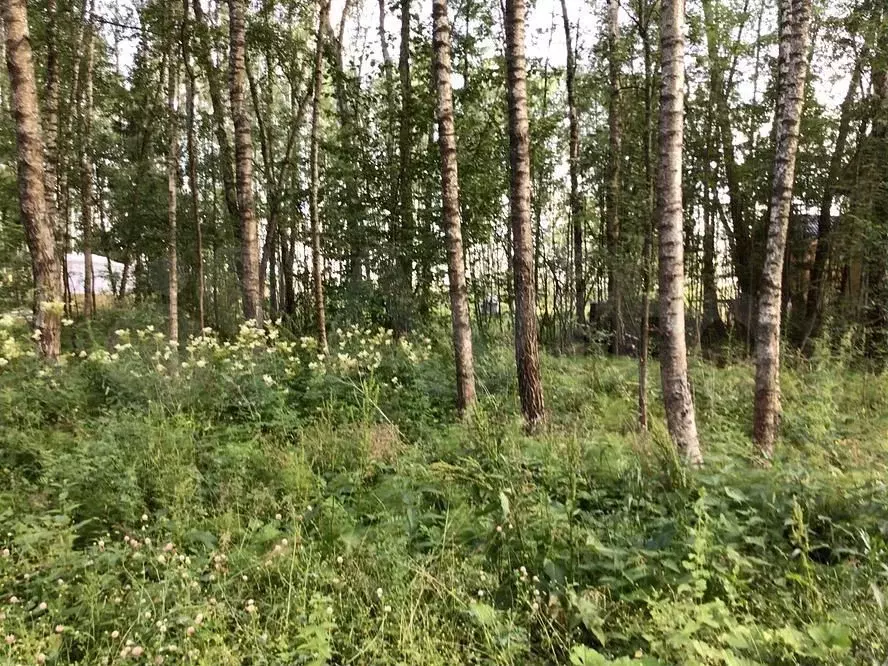 Участок 6,4 сот. (ИЖС) - Фото 1