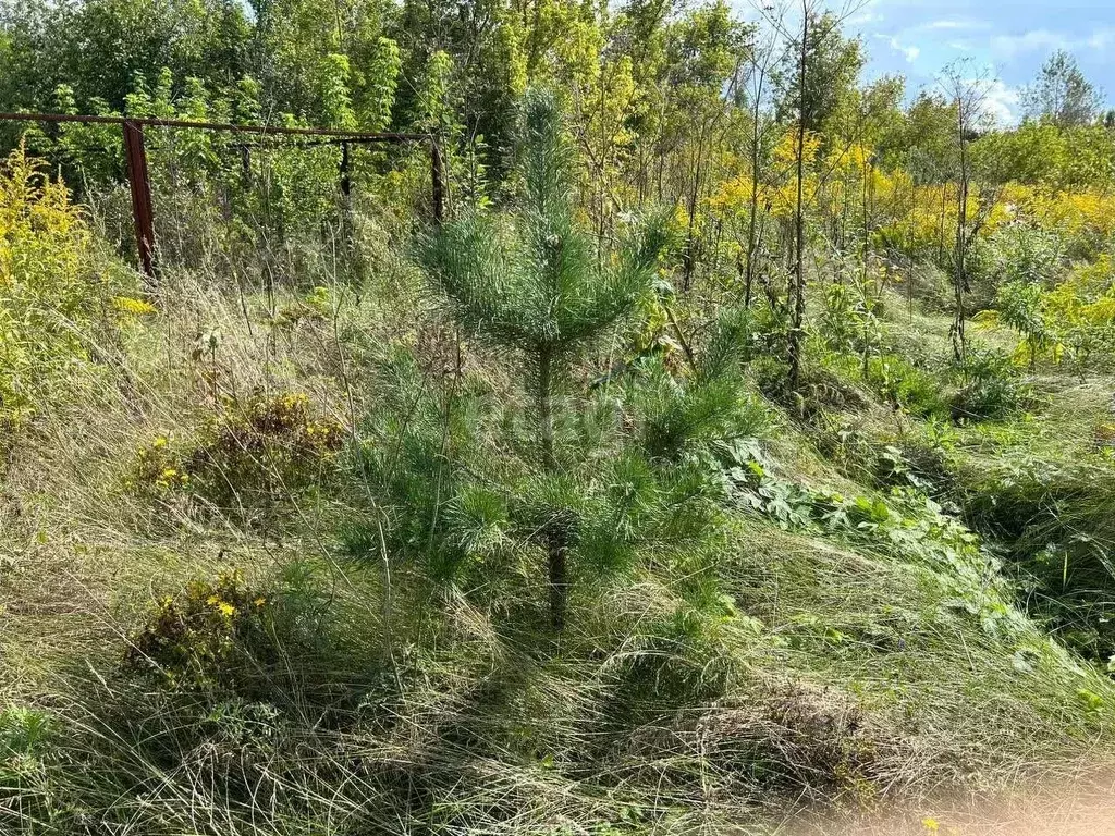 Участок в Алтайский край, Смоленский район, пос. Верх-Обский Школьная ... - Фото 2