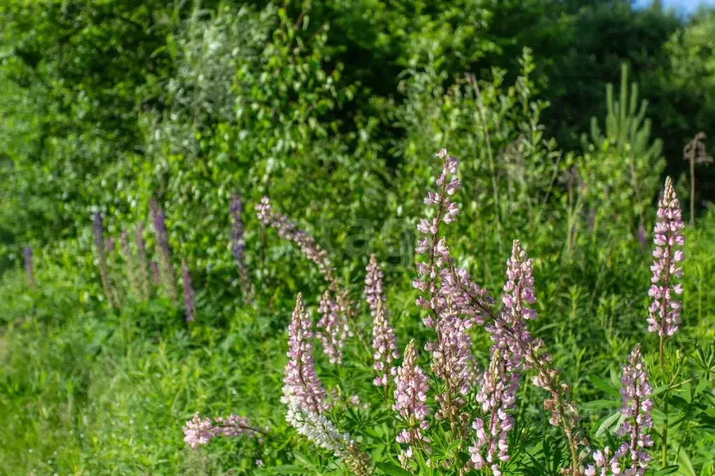 Участок в Тюменская область, Тобольский муниципальный округ, ... - Фото 1