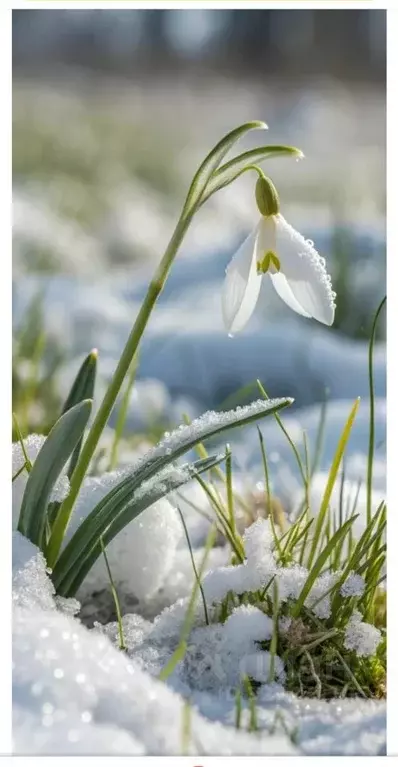 Участок в Тверская область, Конаковский муниципальный округ, Волжские ... - Фото 1