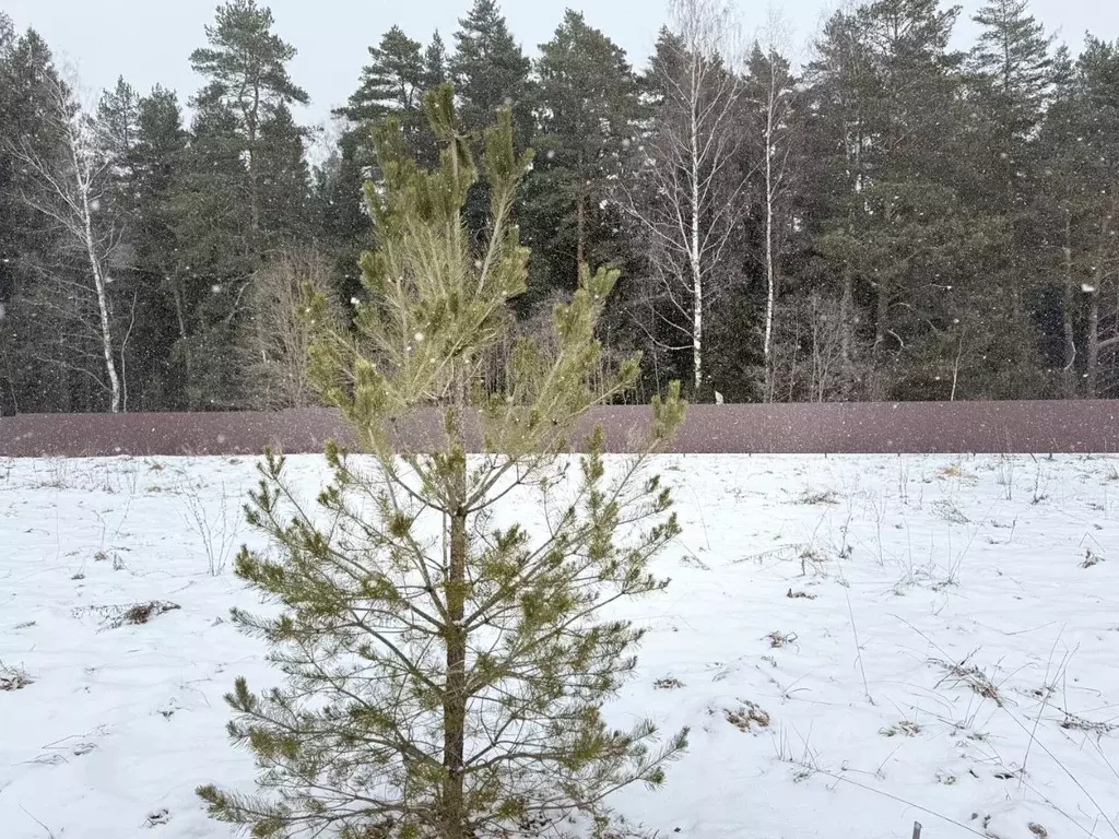 Участок в Московская область, Истра муниципальный округ, Снегири пгт ... - Фото 1