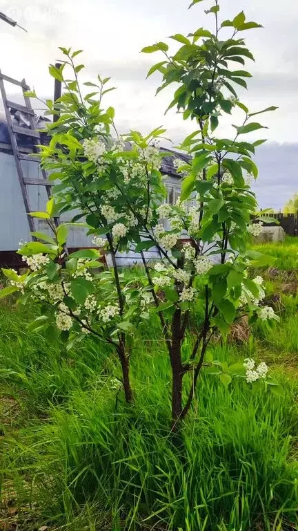 Дом в Усинск, садово-огородное товарищество Коммунальник (40 м) - Фото 1
