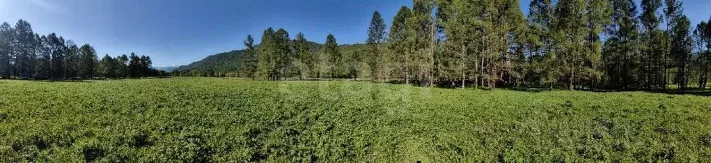 Участок в Алтай, с. Онгудай  (9.0 сот.) - Фото 1