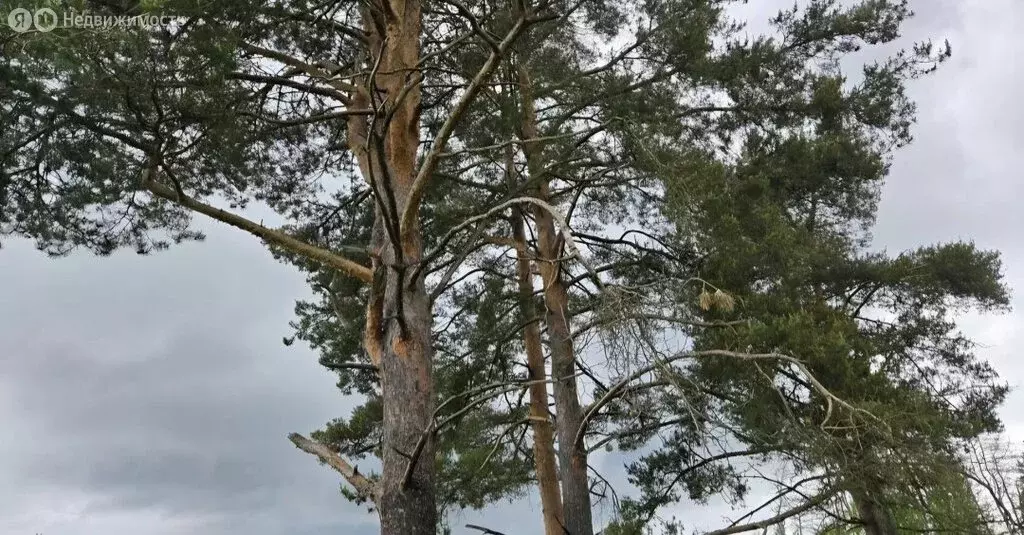 Участок в Выборгский район, Первомайское сельское поселение, посёлок ... - Фото 1