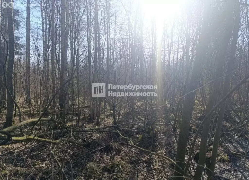 Участок в Кировский район, Синявинское городское поселение, СНТ ... - Фото 1