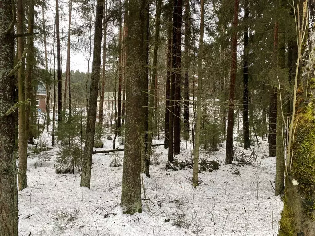 Участок в Ленинградская область, Всеволожский район, Токсовское ... - Фото 0