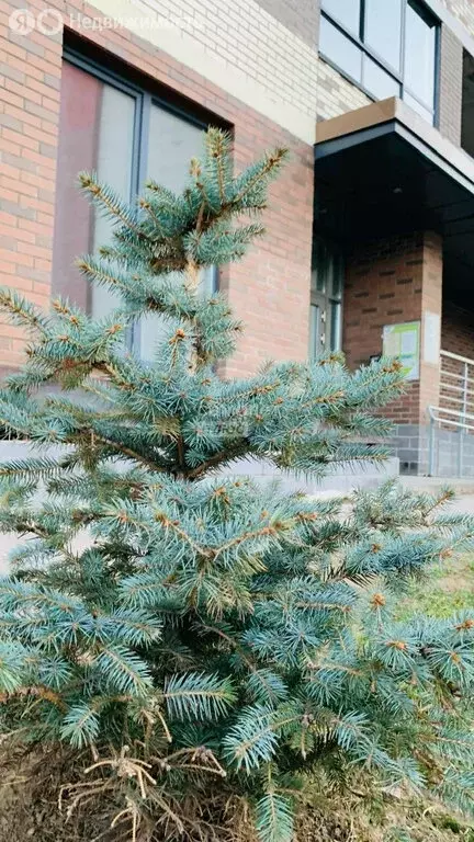 1-комнатная квартира: Санкт-Петербург, Пискарёвский проспект, 25к2 ... - Фото 1