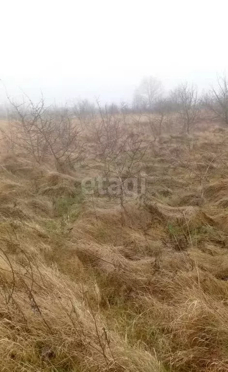 Участок в Балтийский городской округ, посёлок Дивное (10 м) - Фото 0