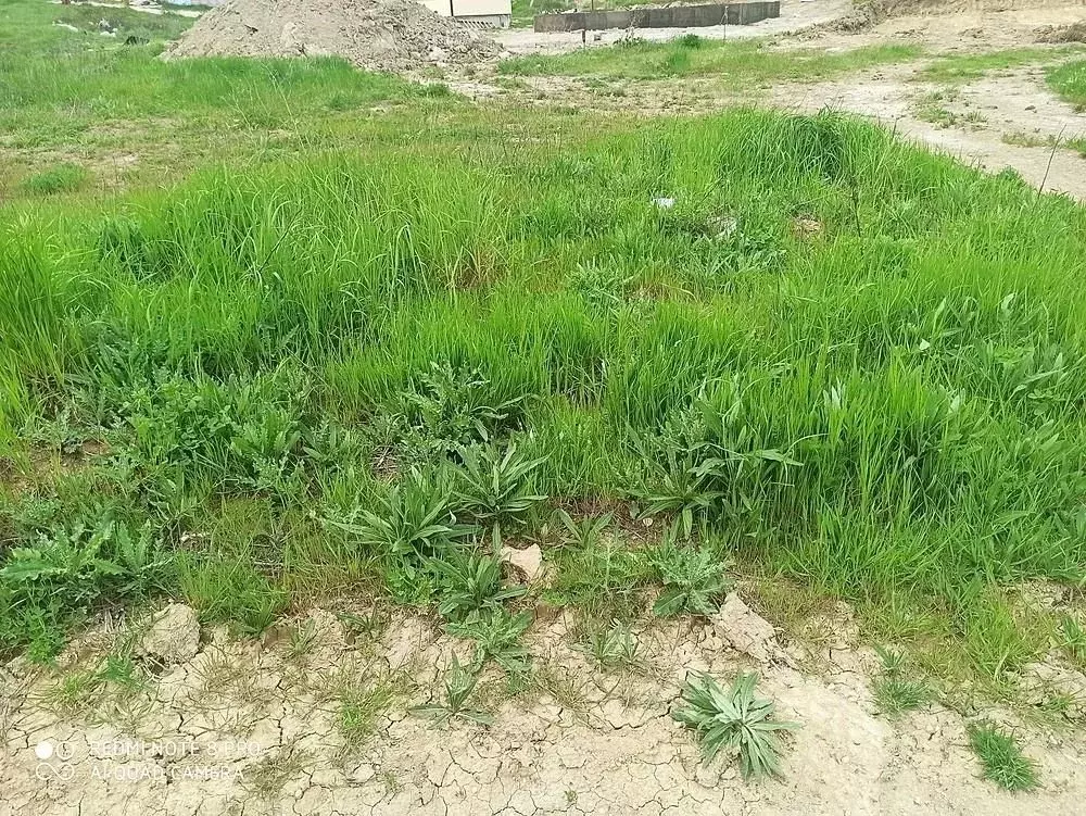 Участок в Краснодарский край, Анапа муниципальный округ, с. Супсех ... - Фото 2