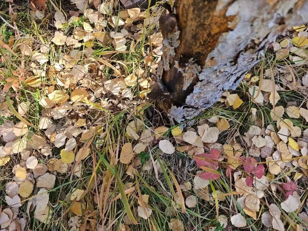 Участок в Иркутская область, Иркутский муниципальный округ, пос. ... - Фото 2