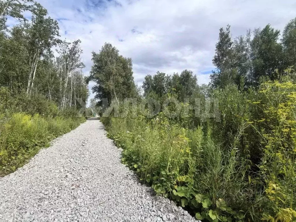 Участок в Новосибирская область, Новосибирск Золотая Горка СНТ, аллея ... - Фото 1