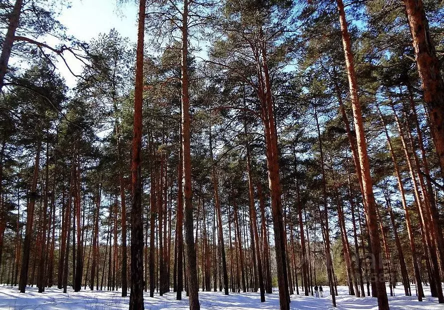 Фото сосновый бор район