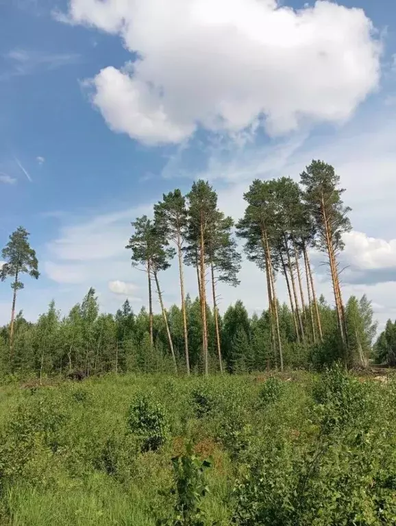 Участок в Владимирская область, Собинка ул. Уютная (10.0 сот.) - Фото 2