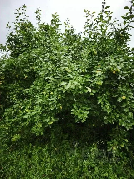 Дом в Омская область, Омск ул. Ленина (14 м) - Фото 1