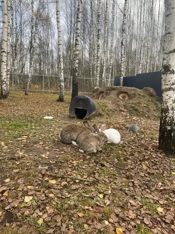 Дом в Смоленская область, Смоленский муниципальный округ, д. Заборье ... - Фото 2
