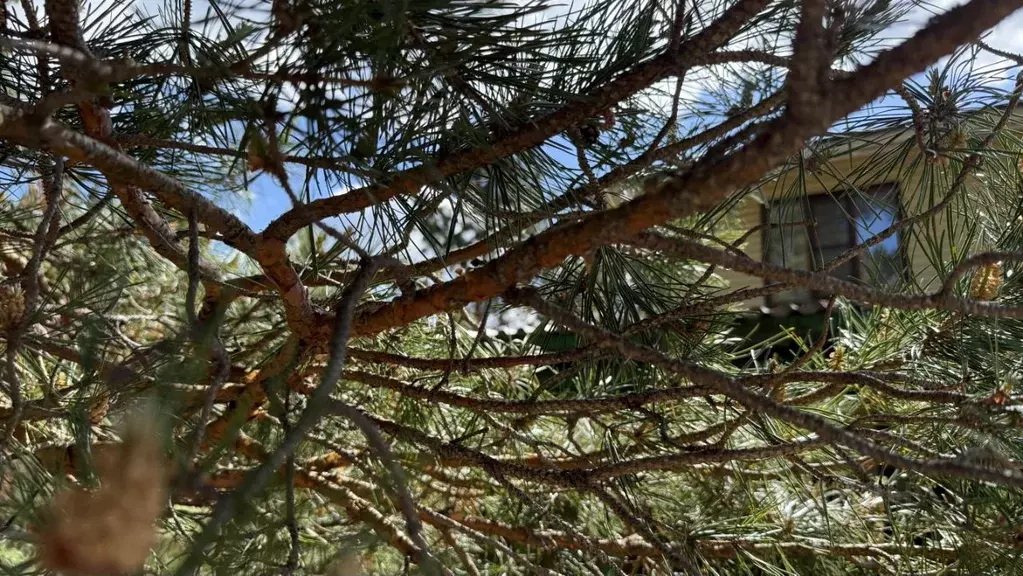 Коттедж в Оренбургская область, Бузулукский район, с. Березовка  (182 ... - Фото 2