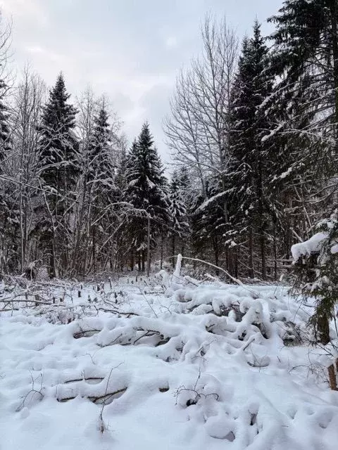Участок в Московская область, Волоколамский муниципальный округ, ... - Фото 1