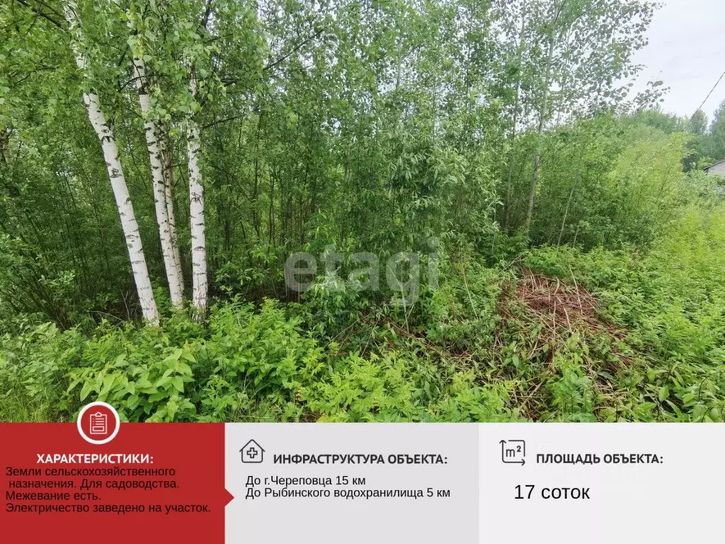 Участок в Вологодская область, Череповецкий район, Югское ... - Фото 1