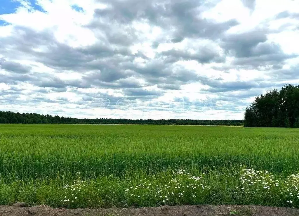 Участок в Тюменская область, Тюменский район, с. Горьковка ул. ... - Фото 1