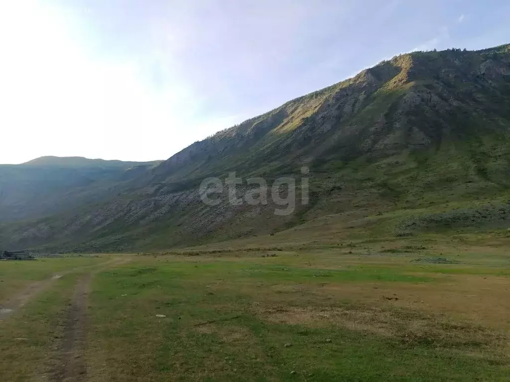 Участок в Улаганский район, село Чибит (18 м) - Фото 1