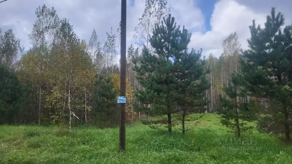 Участок в Алтай, Майминский район, Соузгинское с/пос, пос. Черемшанка ... - Фото 2