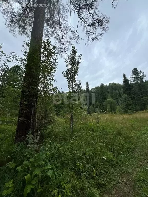 Участок в Горно-Алтайск, СНТ Бочкарёвка (9.9 м) - Фото 1