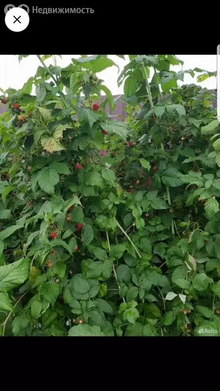 Участок в село Луговое, улица 60 лет Октября (8.5 м) - Фото 1