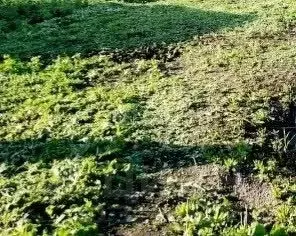 Участок в Кемеровская область, Кемерово ул. Лутугина (13.78 сот.) - Фото 0