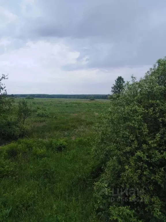 Участок в Владимирская область, Меленковский район, Илькинское ... - Фото 0