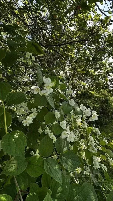 Участок в Ленинградская область, Гатчина Мариенбург СНТ, 13 (5.0 сот.) - Фото 2