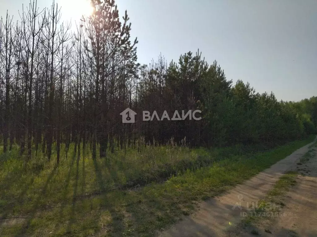 Участок в Иркутская область, Усольский район, Большееланское ... - Фото 1
