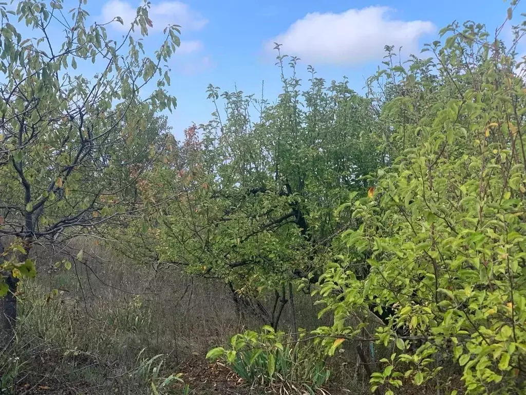 Участок в Краснодарский край, Анапа муниципальный округ, с. Гай-Кодзор ... - Фото 2