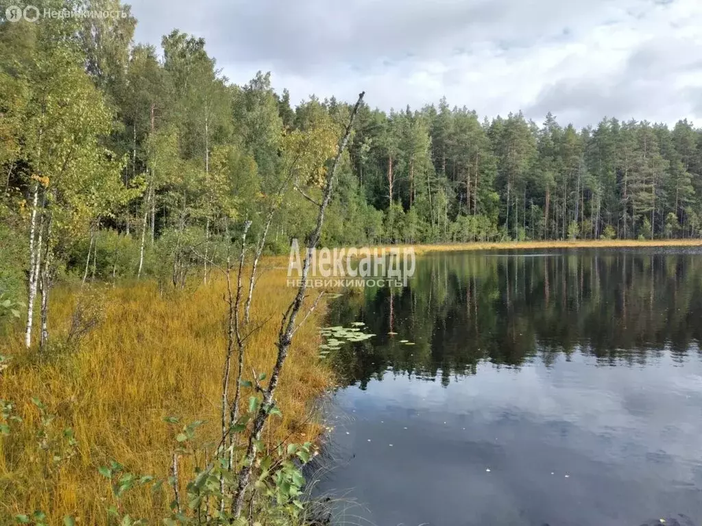 Участок в Приозерский район, Севастьяновское сельское поселение, ... - Фото 0