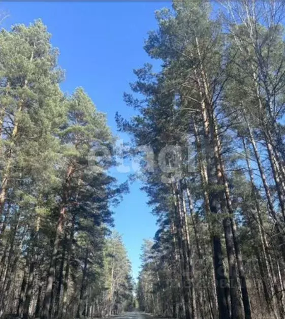 Участок в Новосибирская область, Новосибирский район, Кубовинский ... - Фото 2