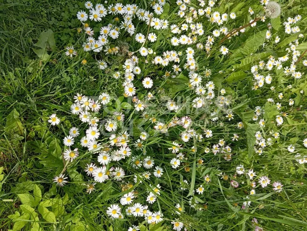 Дом в Новгородская область, Боровичский район, Опеченское с/пос, д. ... - Фото 1