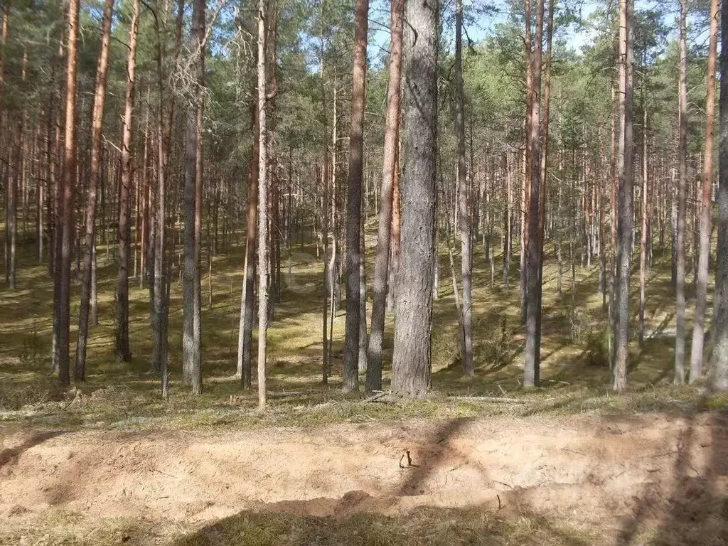 Участок в Псковская область, Плюсский муниципальный округ, д. Струйско ... - Фото 1