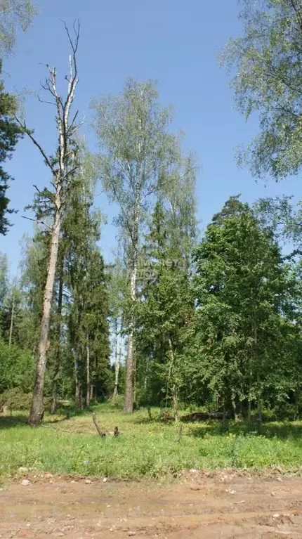 Участок в Московская область, Щелково городской округ, д. Мишнево ул. ... - Фото 0