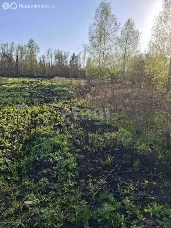 Участок в Воронеж, СНТ Дубрава, Берёзовая улица (12 м) - Фото 1