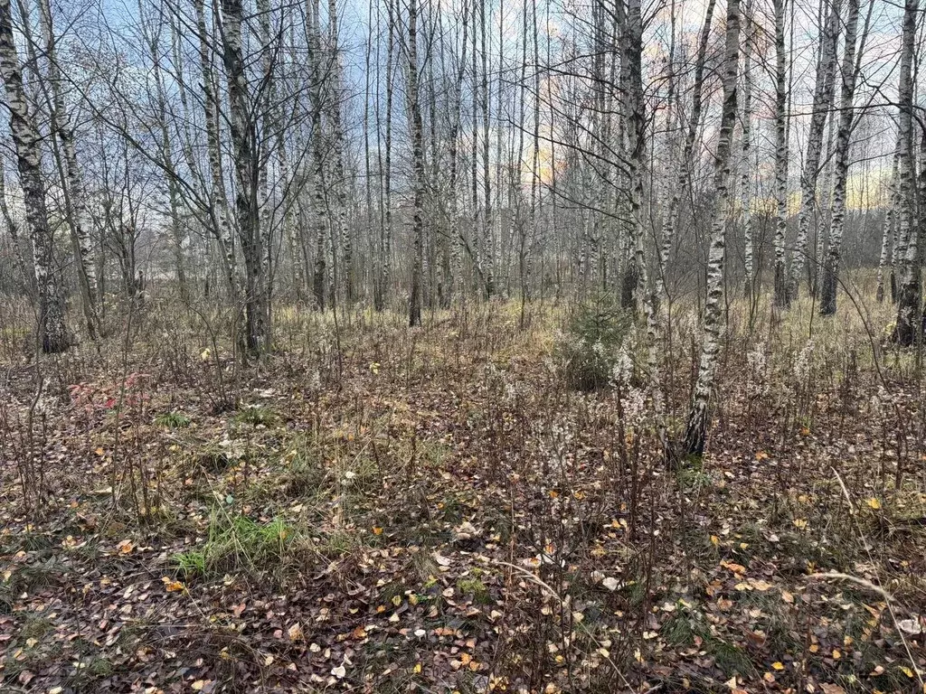 Участок в Московская область, Богородский городской округ, д. Пашуково ... - Фото 1