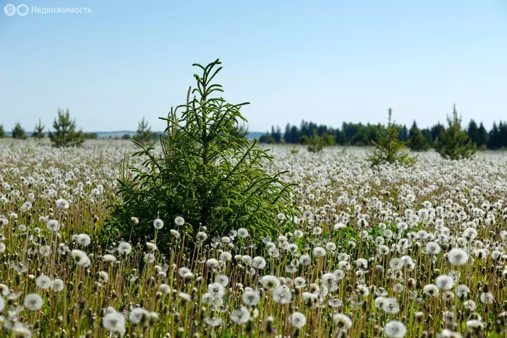 Участок в Завьяловский район, починок Мирный, Ясеневая улица, 18 (7.79 ... - Фото 1