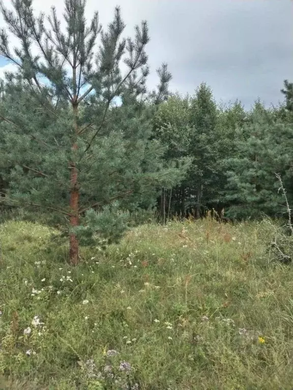 Участок в Псковская область, Себежский район, Идрица городское ... - Фото 1