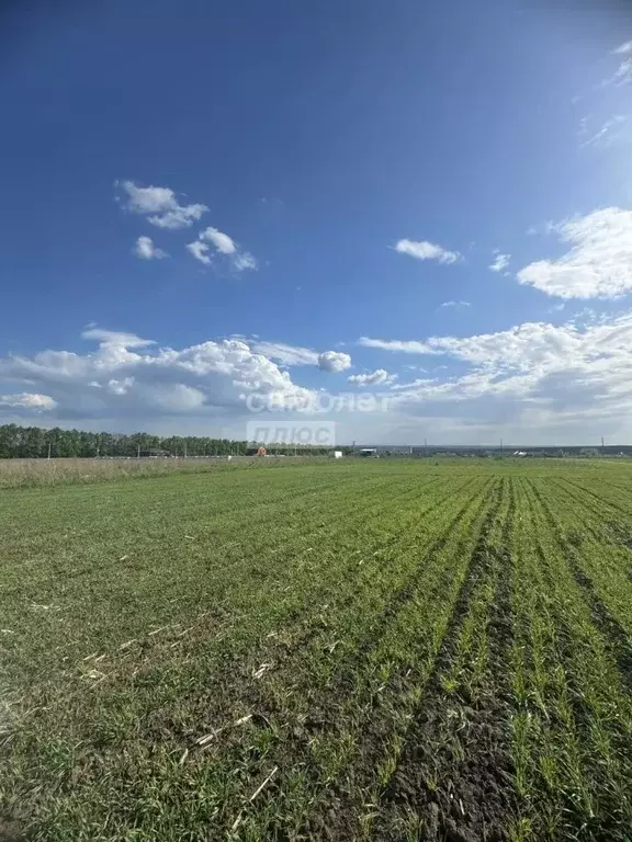 Участок в Курская область, Курский район, Клюквинский сельсовет, д. ... - Фото 1